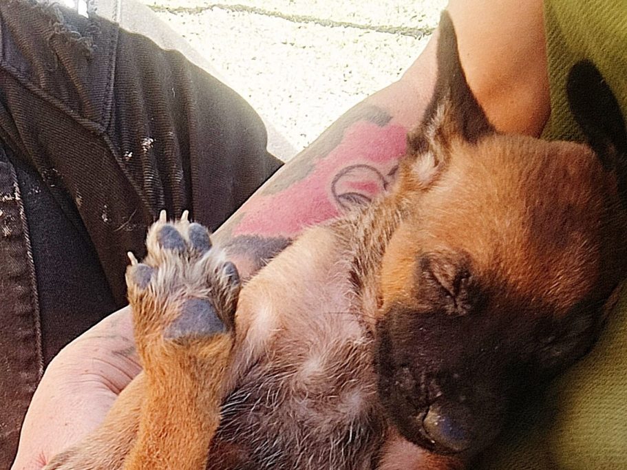 Cachorro MG Camada A Shark y Farla Cachorro MG Camada A Shark y Farla